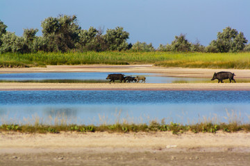 Wild pigs are running on the road between to lakes in the search of food in national nature park Ukraine.