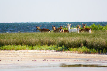 Fototapeta na wymiar Beautiful wild deer group in the steppe grass with blue sea at the background on a sunny day