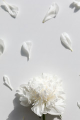 White peony flower surrounded by petals on white background, top view