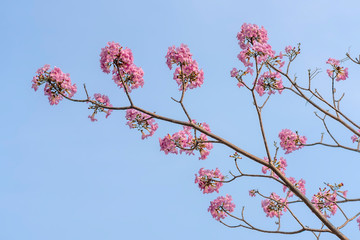 Tabebuia rosea blooming with the background of blue sky. This is a blooming flower in March to May every year, like beautiful small pink trumpets adorned with natural colors.
