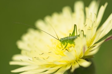 Green grasshopper on yellow dandelion flower