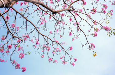 Tabebuia rosea blooming with the background of blue sky. This is a blooming flower in March to May every year, like beautiful small pink trumpets adorned with natural colors.