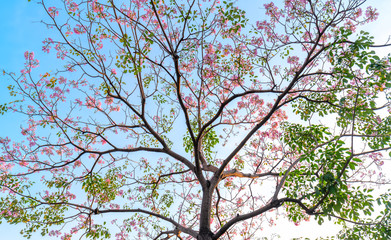 Tabebuia rosea blooming with the background of blue sky. This is a blooming flower in March to May every year, like beautiful small pink trumpets adorned with natural colors.