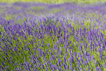 Naklejka premium the blooming lavender flowers in Provence, near Sault, France
