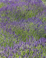  the blooming lavender flowers in Provence, near Sault, France