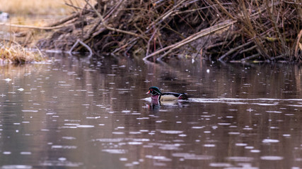 Wood duck (Aix sponsa) swimming in a Beaver lake of Stanley park under light rain. Vancouver, British Columbia, Canada
