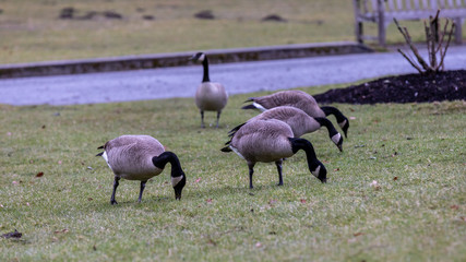 Grey Canada geese on a lawn of Shakespeare garden in Stanley Park, Vancouver, BC