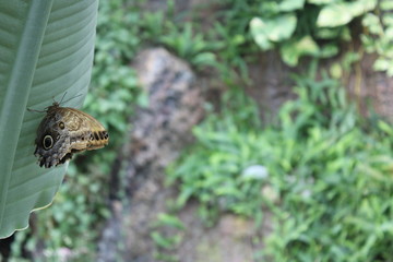 butterfly on green leaf in the garden