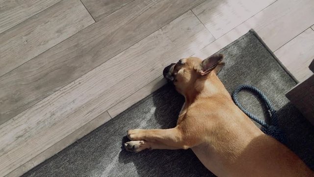 A Small Sweet French Bulldog Lies On The Floor On A Grey Carpet In The House, Drags Out And Looks At The Lens, Is Curious About The Whole Situation