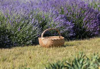  the blooming lavender flowers in Provence, near Sault, France