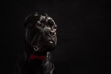 Fototapeta premium Black cane corso portrait with a red bow in studio with black background. Black dog on the black background. Dog look right. Copy Space