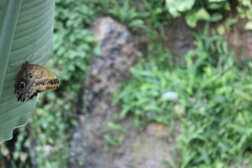 butterfly on green leaf in the garden