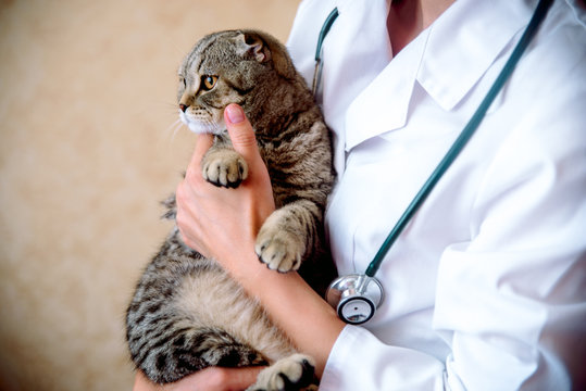 Cropped image of beautiful female doctor veterinarian is holding cute white cat on hands at vet clinic and smiling.