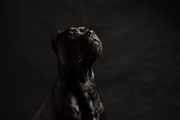 Black cane corso portrait in studio on black background. Black dog on the black background. Proud...