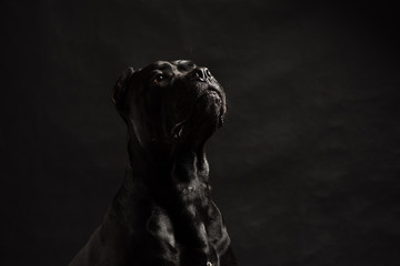 Black cane corso portrait in studio on black background. Black dog on the black background. Proud dog. Copy Space