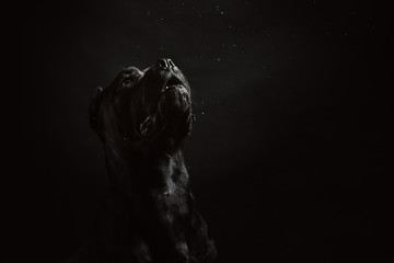 Black cane corso portrait in studio on black background. Black dog on the black background. Dog...