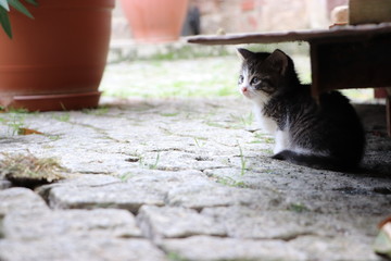 cat on roof
