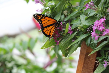 butterfly on green leaf in the garden