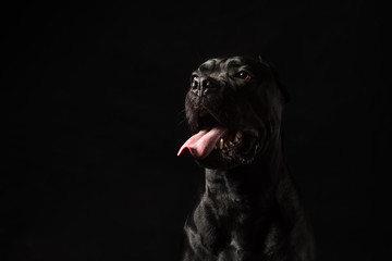 Black cane corso portrait in studio on black background. Black dog on the black background. Dog...