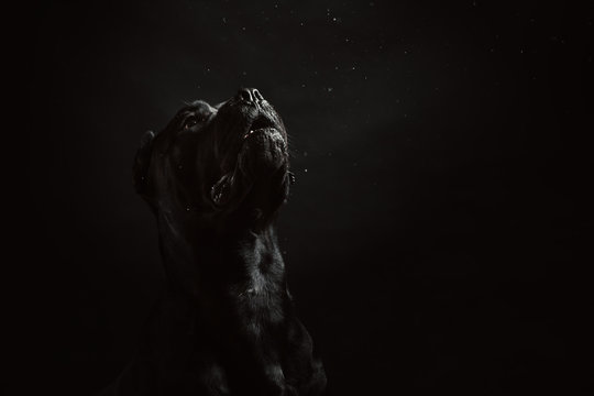 Black cane corso portrait in studio on black background. Black dog on the black background. Dog barks at the stars. Slobber dog. Copy Space