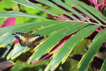 butterfly on green leaf in the garden
