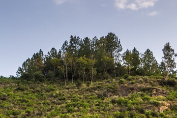 A river in yellow autumn trees
