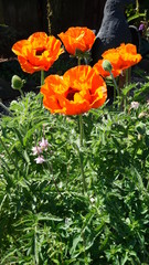 Klatschmohn