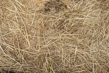 Macro texture of crushed dry grass,straw in the sun.
