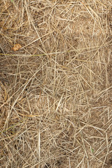 Macro texture of crushed dry grass,straw in the sun.