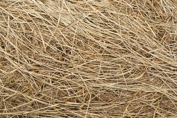 Macro texture of crushed dry grass,straw in the sun.