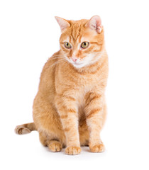 Obraz premium Ginger cat on white background