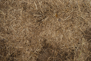 Macro texture of crushed dry grass,straw in the sun.