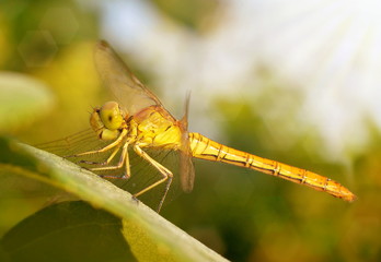 Dragonfly sitting on a green leaf in the light of the setting sun.