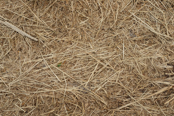 Macro texture of crushed dry grass,straw in the sun.