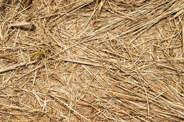 Macro texture of crushed dry grass,straw in the sun.