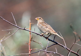 A portrait of a female Spanish sparrow or willow sparrow (Passer hispaniolensis) is filmed on a branch against a blurred background. Closeup detailed photo