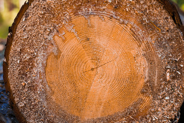 Macro texture of a slice of pine trunk