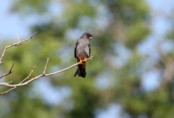 Male red-footed falcon (Falco vespertinus) sits on a branch on a beautiful blurred background. Close-up and detailed photo