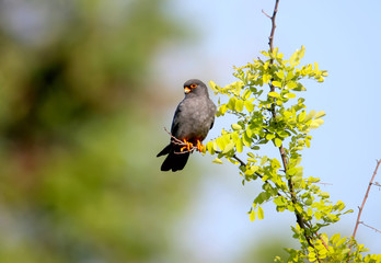 Male red-footed falcon (Falco vespertinus) sits on a branch on a beautiful blurred background. Close-up and detailed photo