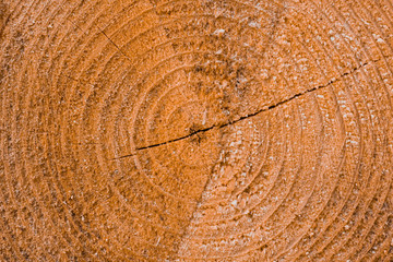 Naklejka premium Macro texture of a slice of pine trunk