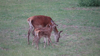 Hirschkuh mit Kälbern