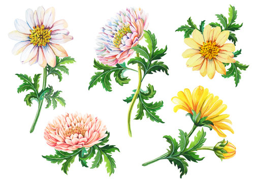 Set of watercolor chrysanthemums on a white background.Summer,autumn floral illustration of yellow