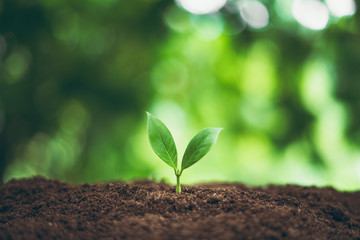 Tree plant and Growth In nature And beautiful bokeh