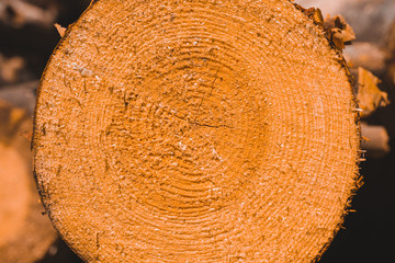 Macro texture of a slice of pine trunk