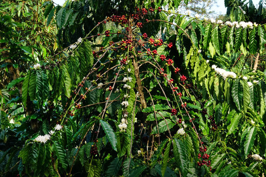 Coffee beans ripening on a tree