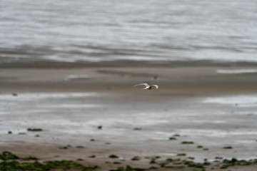 fliegende Möwe über Sandstrand an der Küste