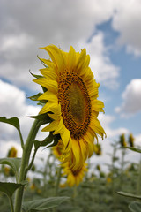 blooming sunflower on the field