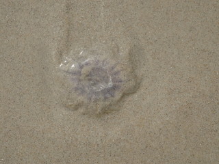 Qualle im Sand
