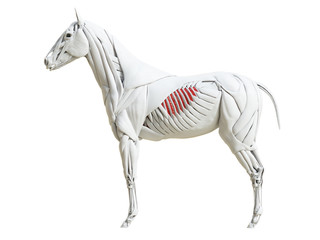 3d rendered medically accurate illustration of the equine muscle anatomy - intercostal externi
