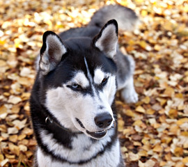 Dog breed Siberian husky portrait in the autumn forest